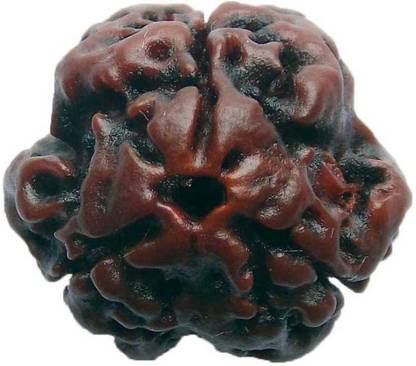 Nakshatra Jyotish Nak101154/ 3 Mukhi Rudraksha Bead For Strength & Power (1 Pc) Wood