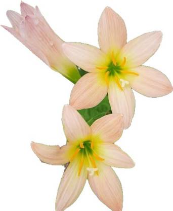 ARYNA Apricot rainlily/ Zephyranthes Seed