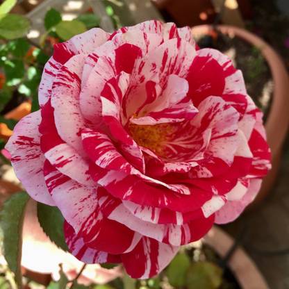 Vamsha Nature Care Rose Plant
