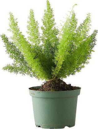 ReliaShield Foxtail Palm Plant
