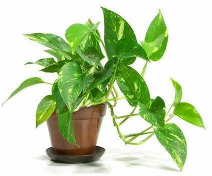 MagicQueen Money Plant