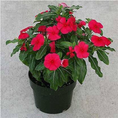 ReliaShield Sadabahar Plant