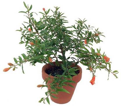 BHAJANLAL GREENERY Pomegranate Plant
