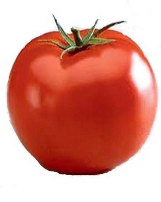 V Seed Tomato / Tamatar Seed