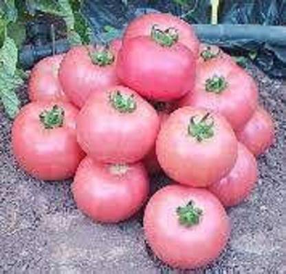 Sjeme Caspian Pink tomato seeds Seed