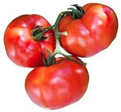Sjeme Stupice tomato seeds Seed