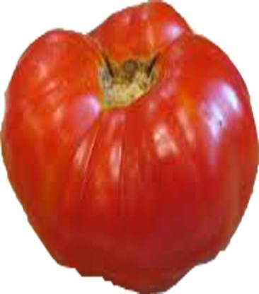 Earth Angels Pantano Romanesco tomato seeds Seed
