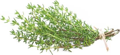 XOLDA Thyme Seed