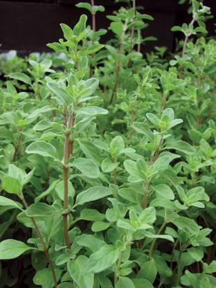Paudha Marjoram Seed