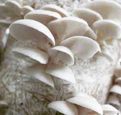 Kerala Agricultural University Mushroom Seed