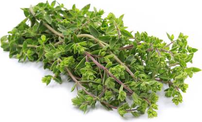 Paudha Marjoram Seed