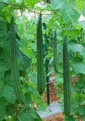 Growth More Enterprises Ridge Gourd, Beerakaya Seeds Seed