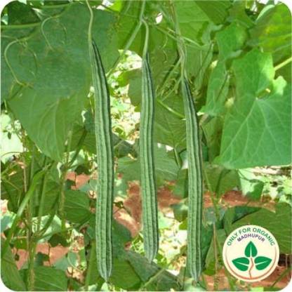 Growth More Enterprises Ridge Gourd Seeds, Beerakaya Seeds Seed