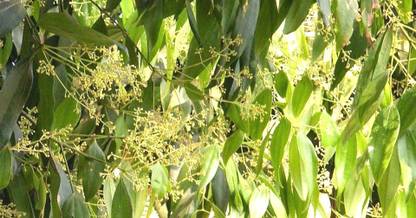 Indiana Herbalife Bay Leaf Plant