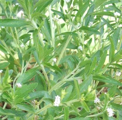 Indiana Herbalife Stevia Plant