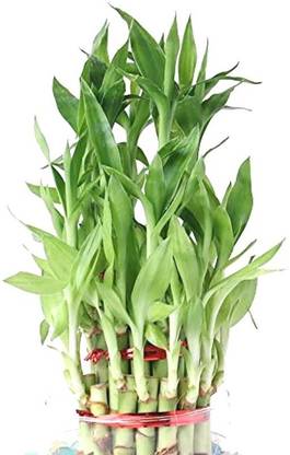 Indiana Herbalife Three Layer Bamboo Plant