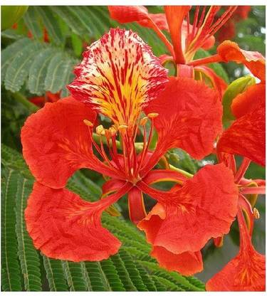 STOREFLIX GULMOHAR TREE PLANT SEES Seed