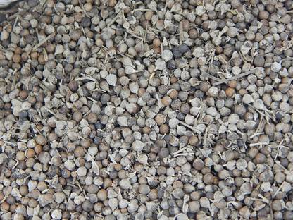 Urancia Nirgand Nirgundi Vitex Negundo Seed Dried 50gm Seed
