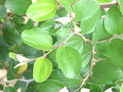 Urancia Ber Leaves Ber Ka Patta Zizyphus Jujuba 100g for Pooja Seed