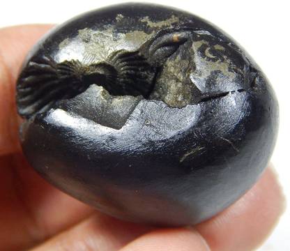 hoseki Sacred Adbhut Vaikutha Sarv Shaligram Nepal Kali Gandaki stone Regular Asymmetrical Crystal Stone