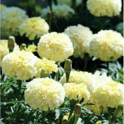 EKAKSHAR Flower Seeds Marigold F1 Hybrid White Vanilla Flower Seeds WW82 Seed