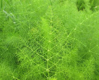 XOLDA Sweet Fennel Seed