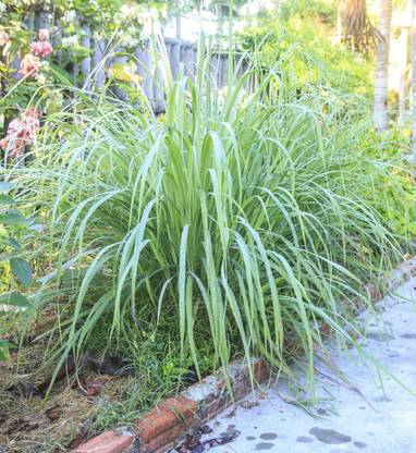 XOLDA Lemon Grass Seed