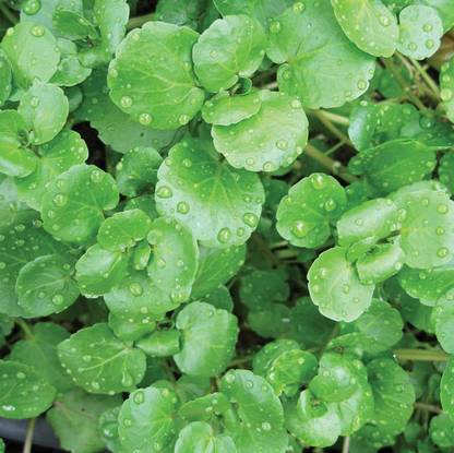 Paudha Watercress Seed
