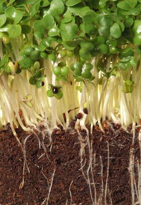 Paudha Watercress Seed