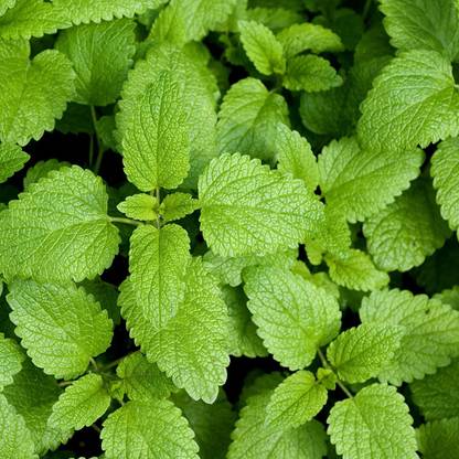 Mozette Lemon Balm Seed