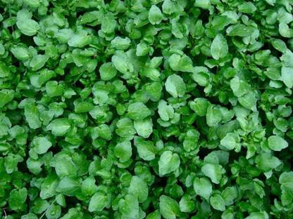 Paudha Watercress Seed
