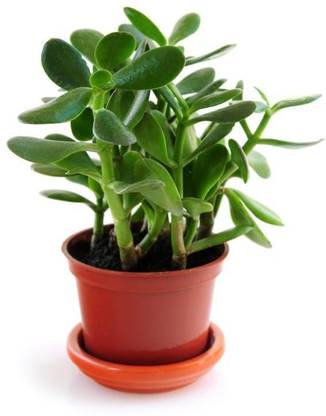 Natural Nursery Crassula Plant