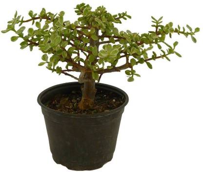 Natural Nursery Jade Plant