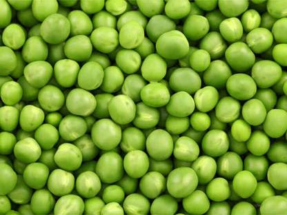Paudha Green peas plant Seed