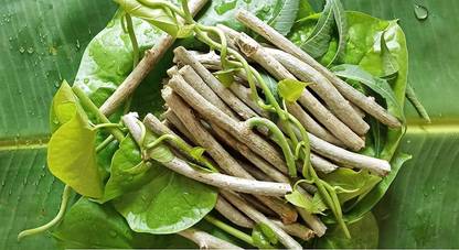 VibeX Organic Giloy Neem Tree Guruch Gulvel Guduchi Fresh Plant Stems (6-inch) Seed