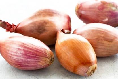 Sjeme Shallots onion seeds Seed
