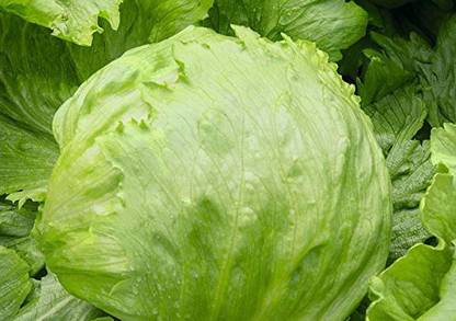 YOUNG STAR L5 ICEBERG LETTUCE Seed