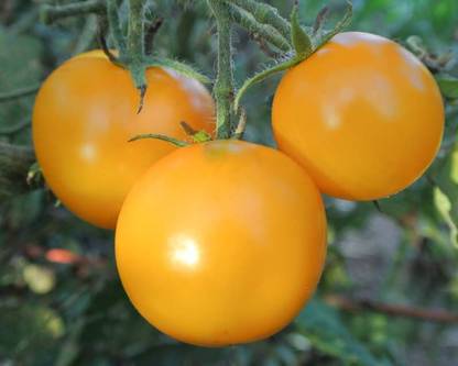 Paudha Tomato Plum Yellow Imported Seed