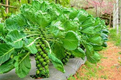 Paudha Brussels Sprouts Seed
