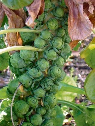 Paudha Brussels Sprouts Seed