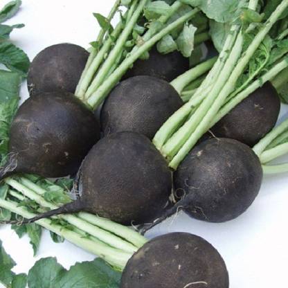 Sjeme Radish Black radish radish seed Seed