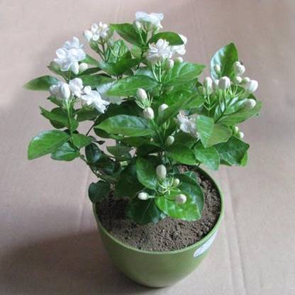 Greencrest Jasmine Plant