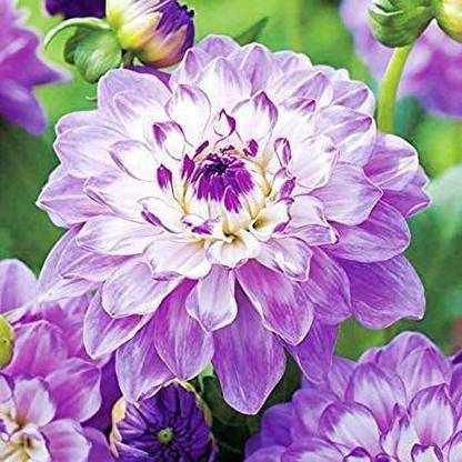 VibeX Dahlia Blue Wish Seed