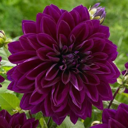 DIOART ® PUAS-896-Purple Dahlia Flower Seeds Perennial Seed