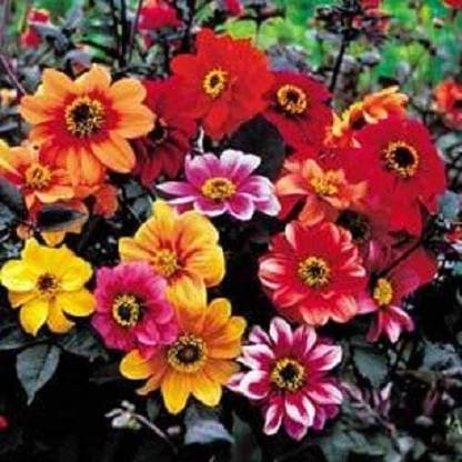 VibeX Dahlia Seed