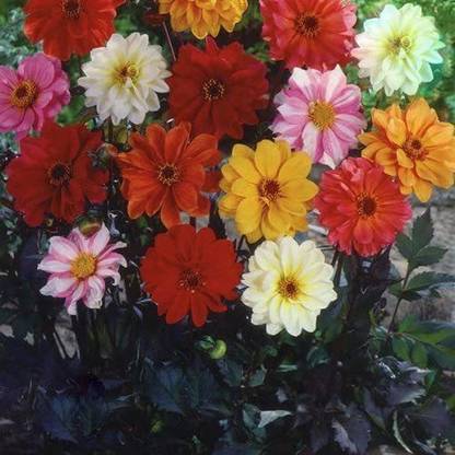 DIOART ® PUAS-752-Seeds Dahlia Dandy Mix Flower Seeds (Dahlia Variabilis Dandy) Seed