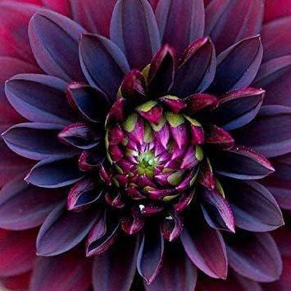 VibeX NBIR-132-Black Dahlia Flower Seeds Seed