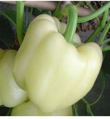 Sjeme White capsicum seeds (Imported) Seed