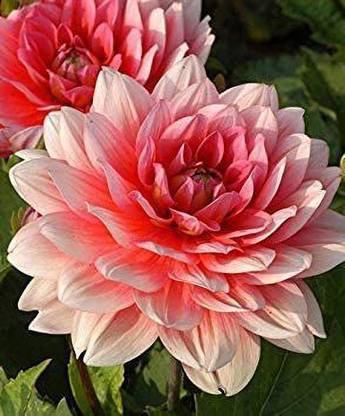 VibeX Dahlia 'Berliner Kleene' Seed