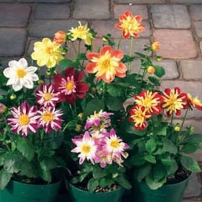 VibeX GBPT-1528-Dahlia Harlequin Semi Double Flower Seeds Seed